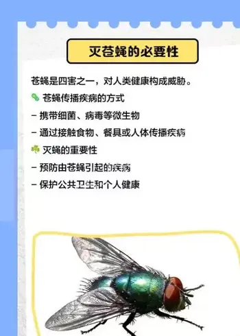 苍蝇传播病菌